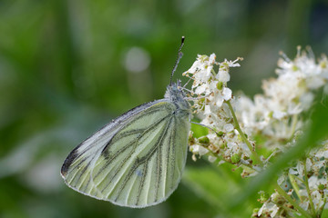 Eine Nahaufnahme vom Rapsweißling