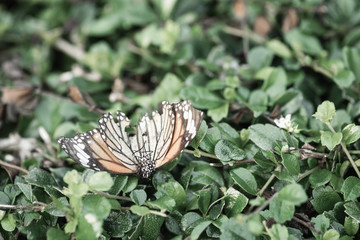 Fototapeta na wymiar close up of dead butterflies on the bush