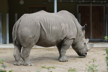 Naklejka premium Nashorn von der Seite
