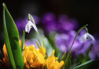 snowdrops