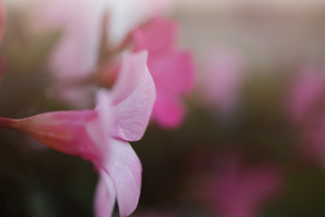 Fototapeta na wymiar Pink Flower