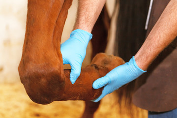 Veterinarian checks horse tendon. - 123750328