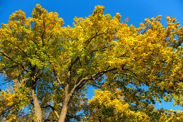 Fototapeta premium linden tree on a background of blue sky in autumn close-up