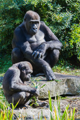 an sitting gorilla