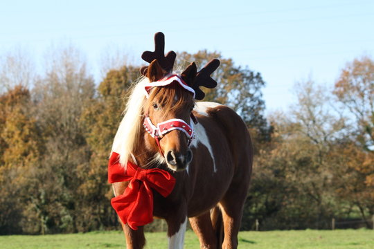 Ponette que se d&eacute;guise pour No&euml;l