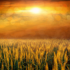 Naklejka premium abstract grass field in sunset with bokeh background