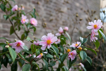 twig of pink flowering camellia winter toughie in middle of winter