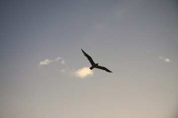 Obraz premium Lonely seagull