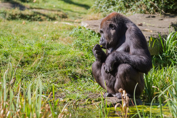 an sitting gorilla
