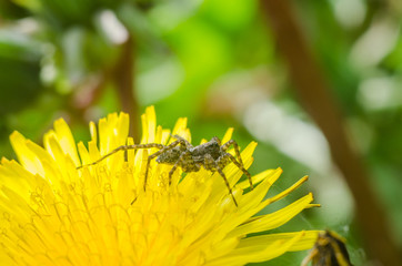 The spider in the grass
