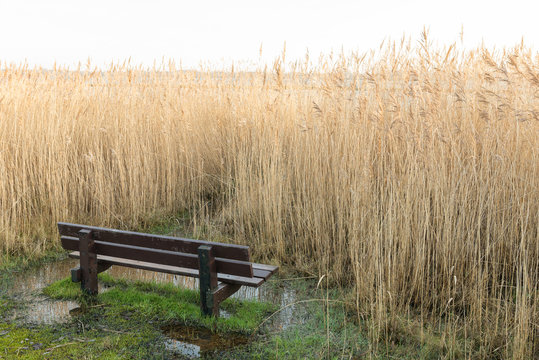 Panorama bench with no vista because of high cane