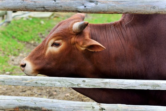 A zebu sometimes known as indicine cattle or humped cattle, is a species or sub-species of domestic cattle originating in South Asia.