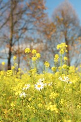 Fototapeta premium camomile in a meadow and trees