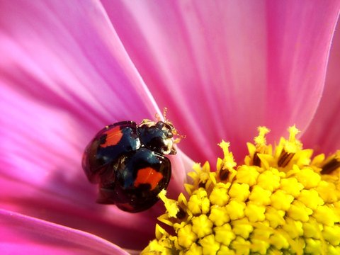 Ladybird on a cosmos flower