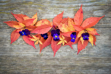 Autumn composition. Various colorful grape leaves and pansies.
