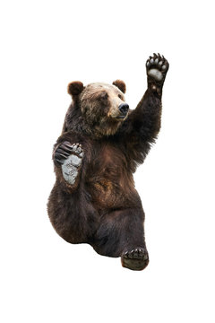	Brown bear waves his paw. Isolated white background.