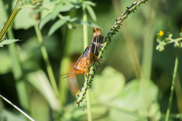 El saltamontes cuelga de la rama para alimentarse.
