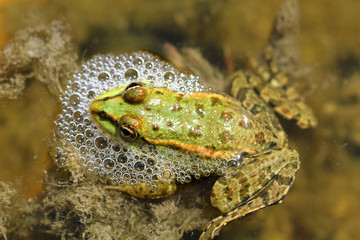 a frog in lake