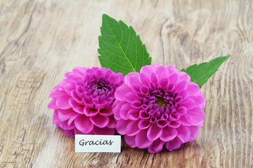 Gracias (thank you in Spanish) card with two pink dahlia flowers
