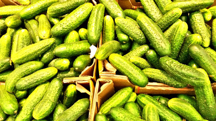 Appetizing fruit fresh green cucumber on the counter in the store