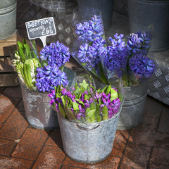 hyacinth plant surrounded by different flowers in flower store.