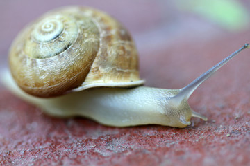 Small snail gliding, very short depth of focus. Latin name: Arianta arbustorum