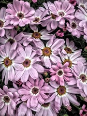 Cineraria flowers