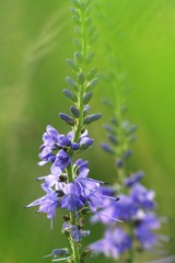 Fototapeta premium nice blue field flowers