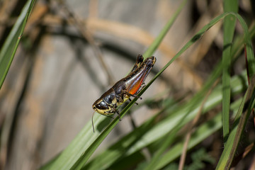 El saltamontes baja por el monte.
