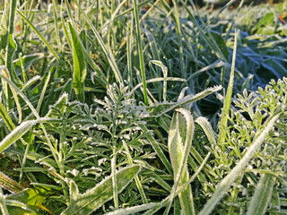 Frozen sunny nature