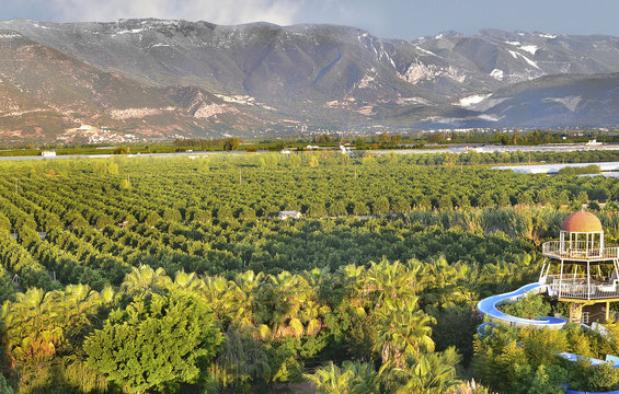 Выращивание мандарин в Турции. Мандариновая роща у подножия гор. Панорамный пейзаж