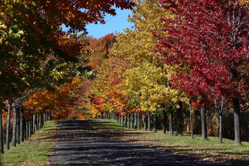 Fall Landscape with Great Foliage