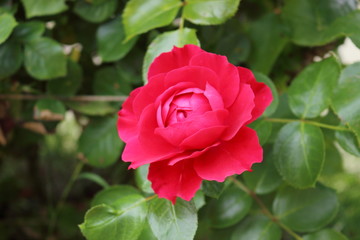 Rose - Red Leonardo da Vinci.