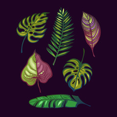 Fototapeta na wymiar Set of tropical leaves. Monstera, banana, palm, hibiscus, Heliconia. 