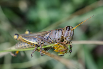 El saltamontes come restos de flor.
