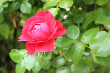 Rose - Red Leonardo da Vinci.