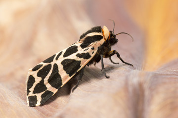 Mediterranean Tiger Moth