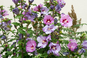 Hibiskus / Hibiskus Pflanze in einem Garten © PhotographyByMK