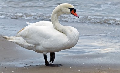 Łabędź nad morzem bałtyckim w Świnoujściu  © Pawel Gruntowicz