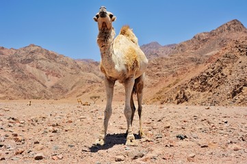 Camel at Sinai mountains, Egypt