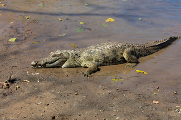 Sacred crocodile, Burkina Faso