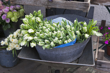 spring tulips in a metal basket. white tulips in a basket