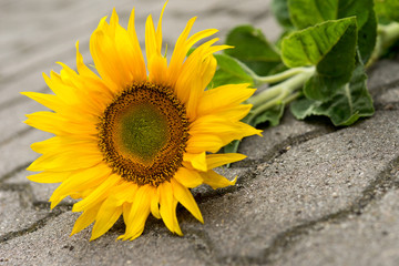 Obraz premium Sonnenblume / Sonnenblume liegt auf Steinen