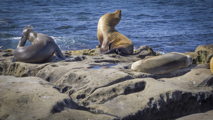 Fototapeta premium Seals and Sea Lions