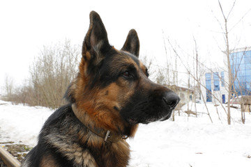 German shepherd dog is guarding an important object