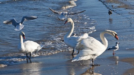 Łabędź biały na plaży w Świnoujściu © Pawel Gruntowicz