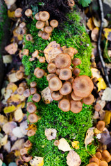 Honey fungus Mushrooms at tree stub in autumn forest. Armillaria mellea.