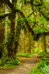 hiking trail with trees covered with moss in the rain forest, Olympic national park, Washington state