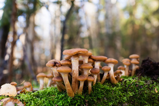 Honey fungus Mushrooms at tree stub in autumn forest. Armillaria mellea.