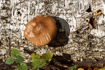 Mushroom on the trunk of a birch